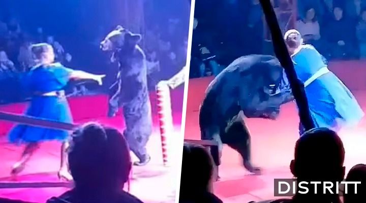 Oso ataca a embarazada en plena función de circo |VIDEO