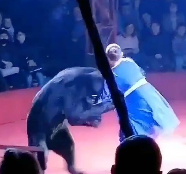 ¿Qué pasará con el oso que atacó a embarazada?