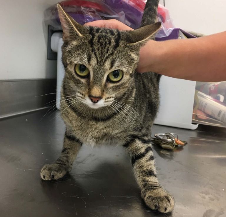 Ginny. Niños secuestran y matan a gatita en Zacatecas 