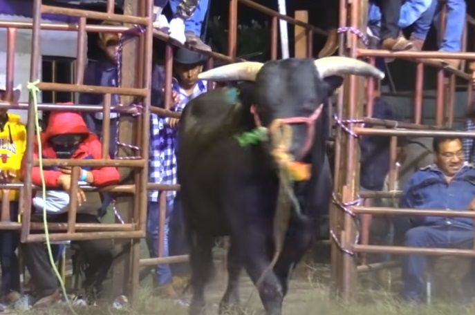 El Niño de Oro. ¿Cuánto ganaba por montar toros en jaripeos?