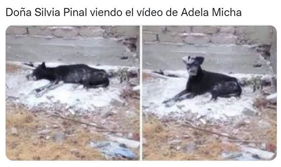 Memes de Adela Micha