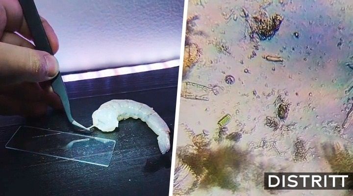 Ponen vena negra del camarón bajo un microscopio