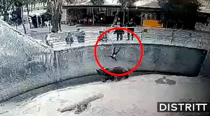 Mujer lanza a su hija a jaula de oso en zoológico |VIDEO