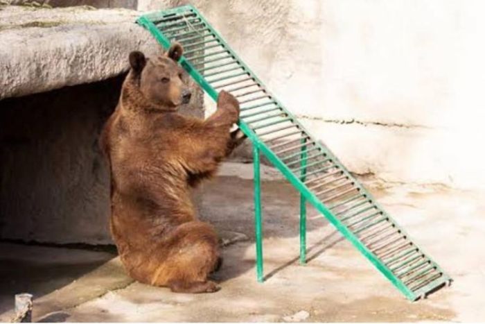 Mujer lanza a su hija a jaula de oso en zoológico