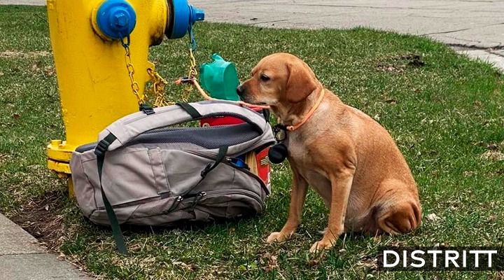 Abandonan a perrita enferma con su mochila y triste nota; caso se hace viral