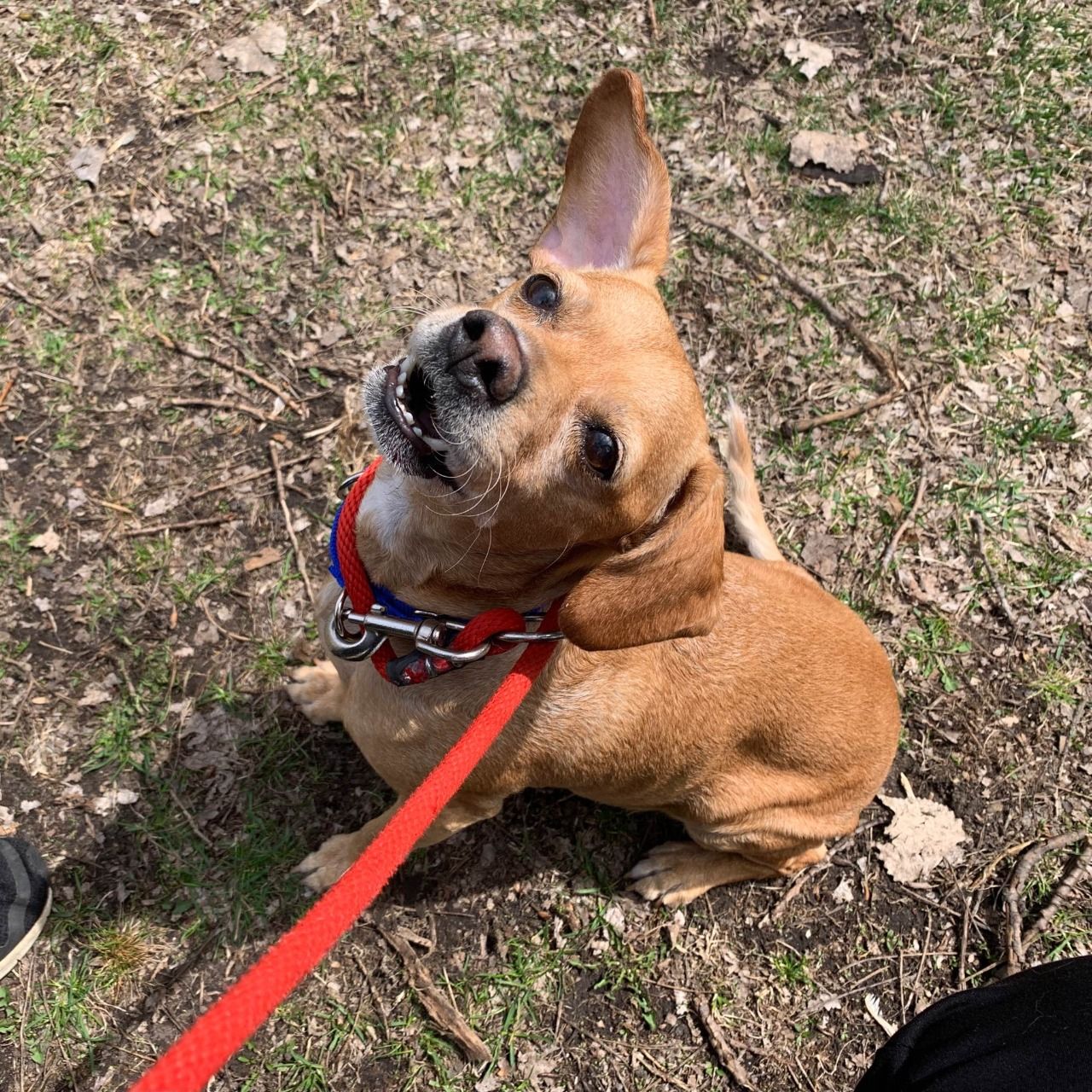 Abandonan a perrita enferma con su mochila y triste nota; caso se hace viral