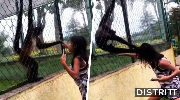 Niña manotea a mono en zoológico y este la desgreña |VIDEO