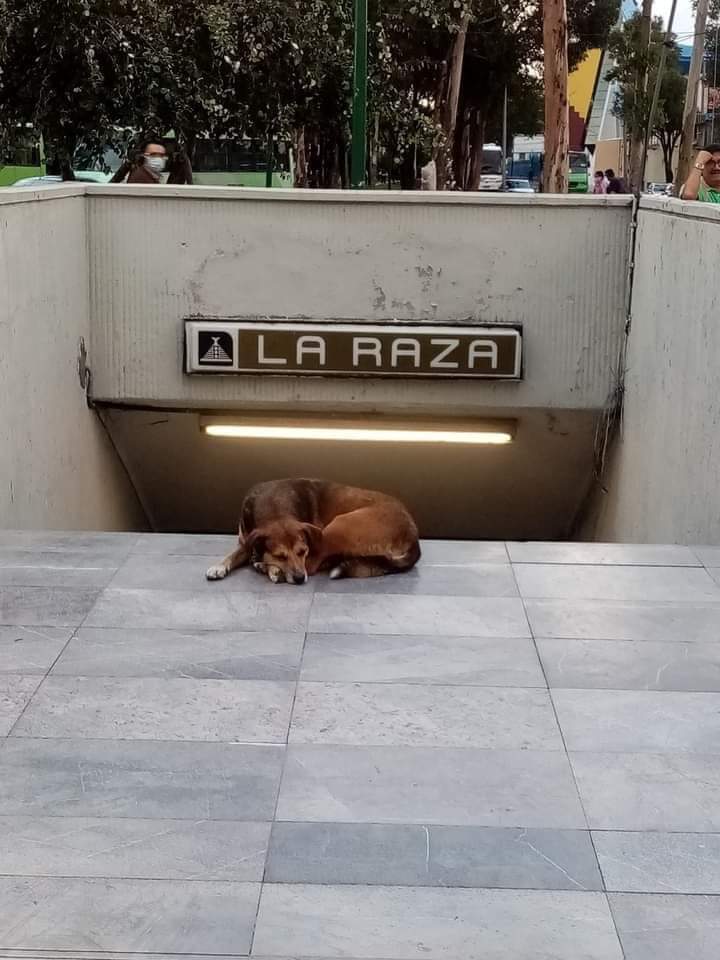 Hachiko de La Raza. Perro espera a su dueña afuera del Metro