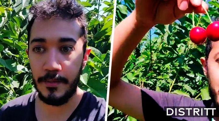 Mexicano presume sueldo por recoger cerezas en Canadá |VIDEO