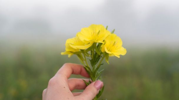 flores-amarillas-floricienta