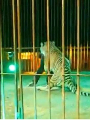 Tigre ataca a domador en pleno show