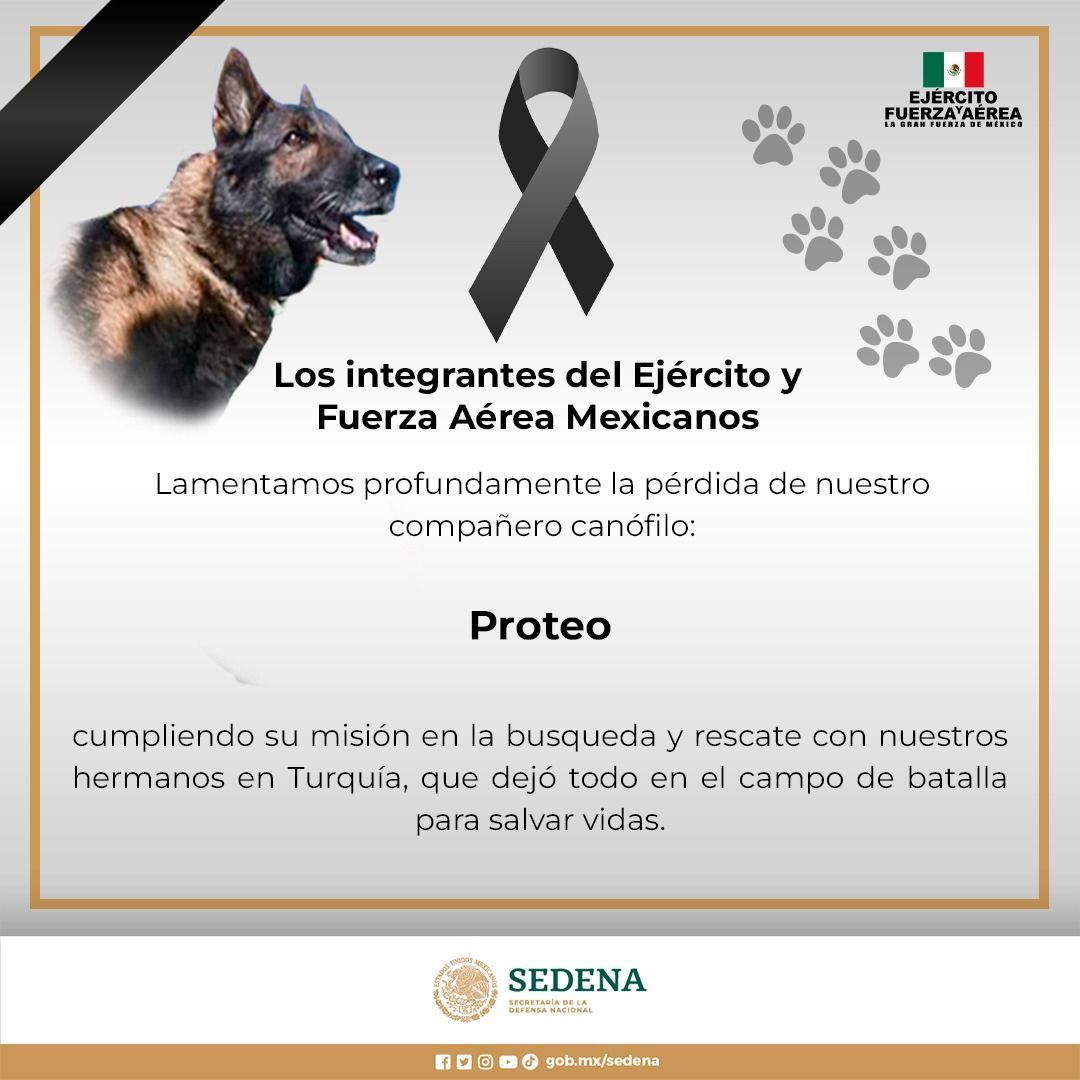 Lo que debes saber sobre Proteo, perro rescatista de Sedena