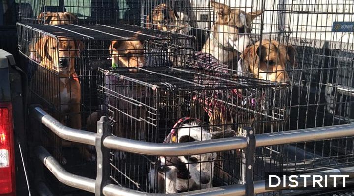 Hacen feria de adopción de perritos; ninguno encuentra hogar