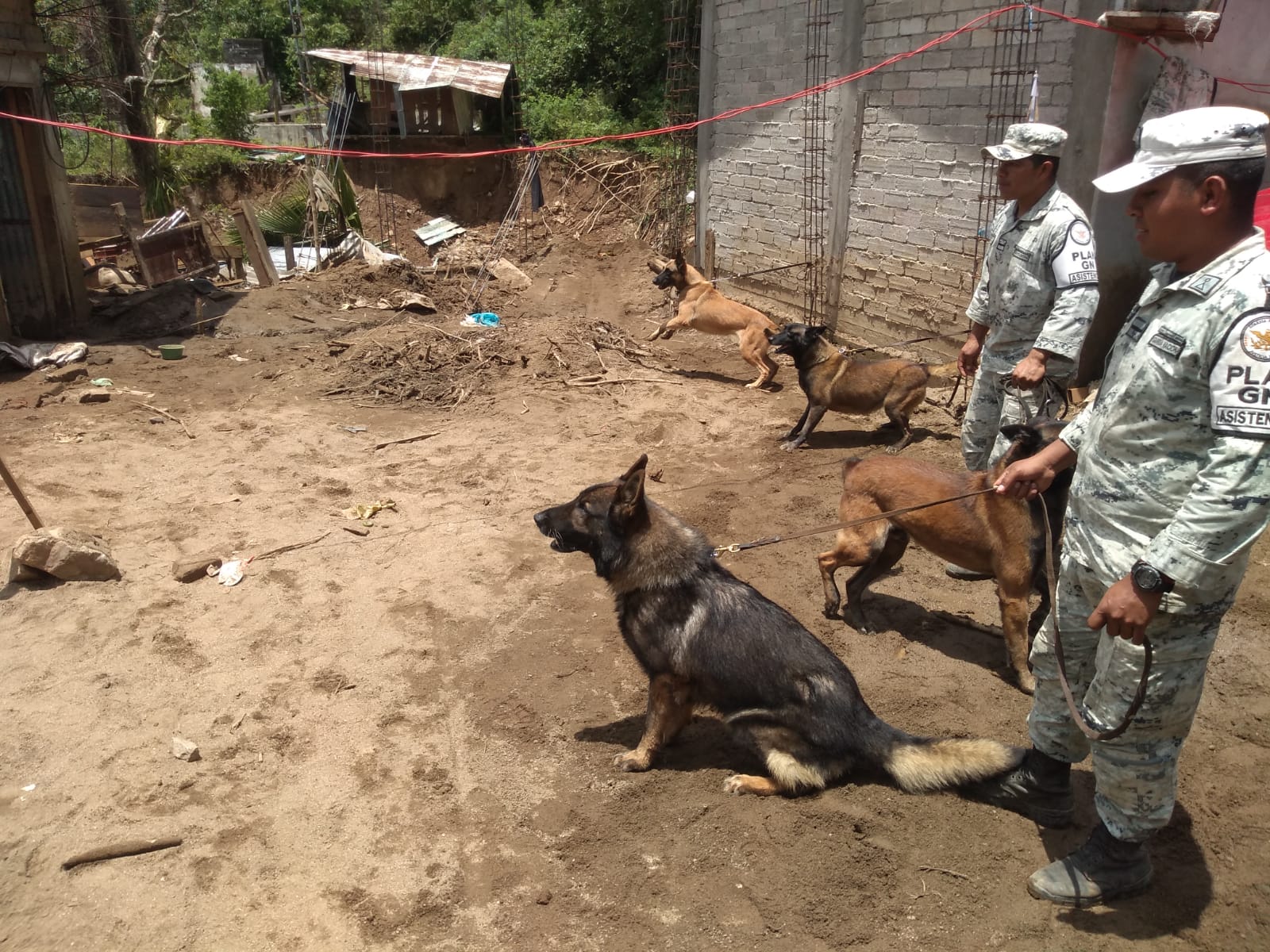 Lo que debes saber sobre Proteo, perro rescatista de Sedena