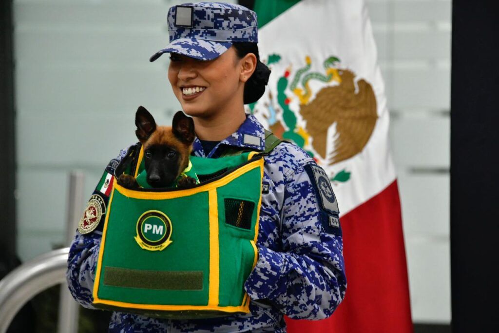 Perrito Sedena