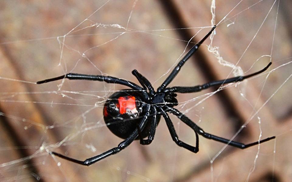 efectos del veneno de una Viuda Negra