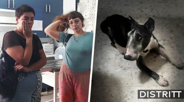Mujeres roban a perro Tai en San Luis Potosí