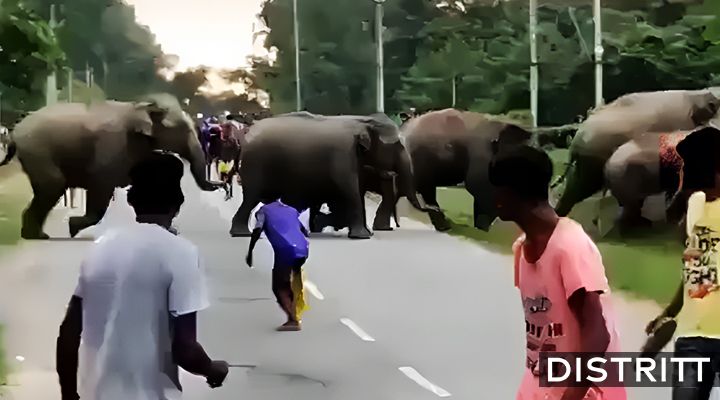 Elefante arrolla a hombre en la calle