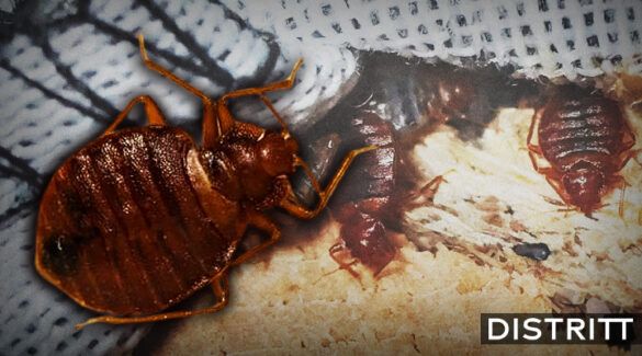 ¿Qué es la enfermedad de Chagas y cuáles son los síntomas?