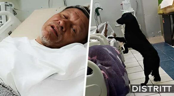 Hombre desahuciado pide que adopten a su perrito