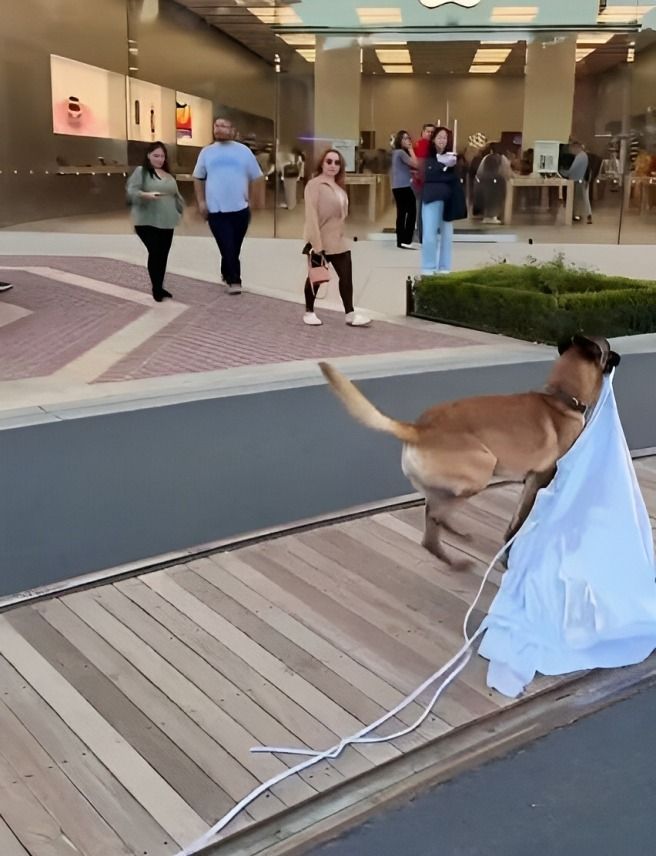 Perro huye con vestido robado