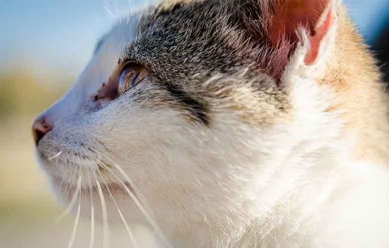 Animalistas piden prohibir estilización de orejas de mascotas 