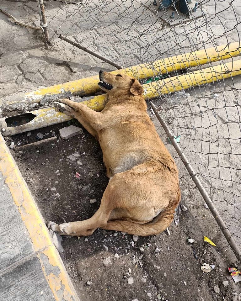 Redes lamentan muerte de Elektro