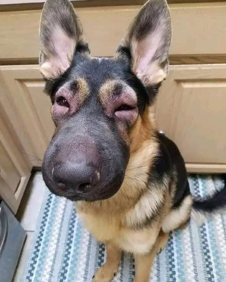 Jezzini ojos 