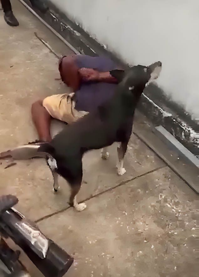 Perro enfrenta a ladrón