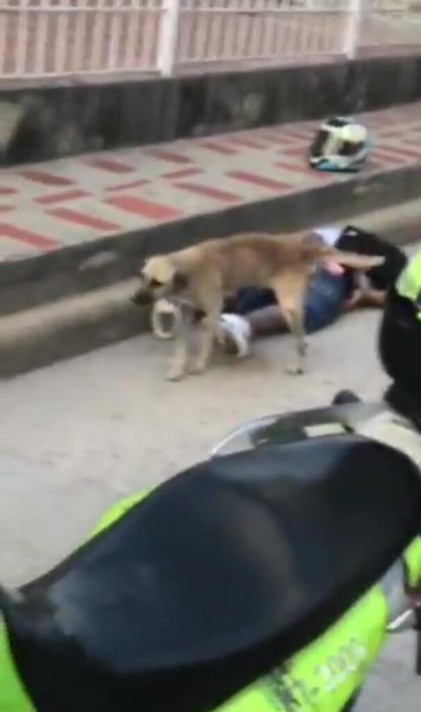 Video viral de perro orinando sobre ladrón en Colombia 