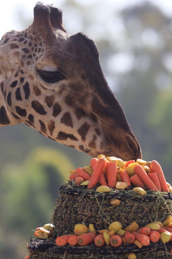 Benito ya está en Africam Safari