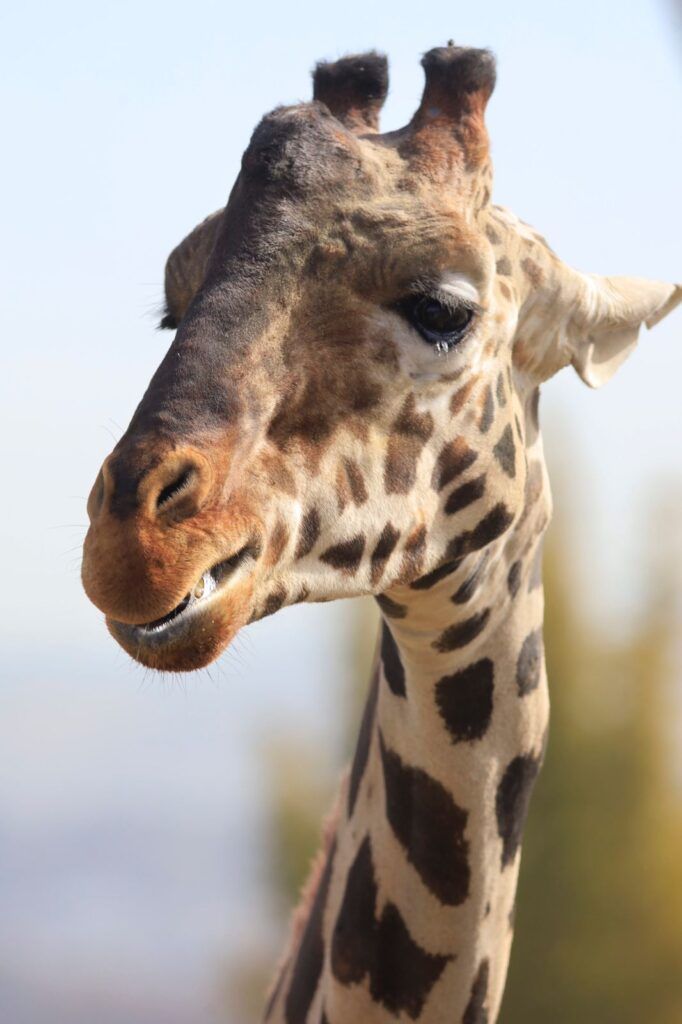 Benito ya está en Africam Safari en Puebla