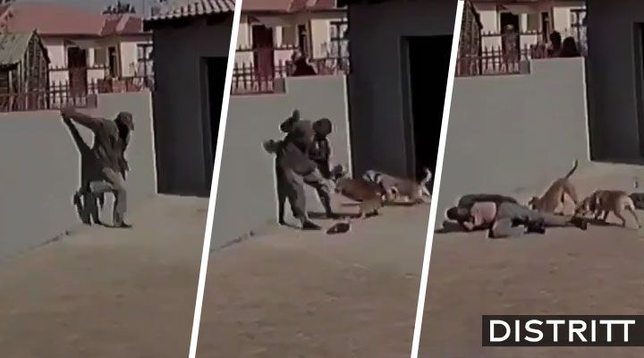 Perros muerden a ladrón durante tres minutos
