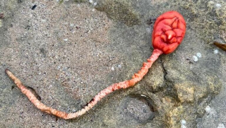 mujer encontró a la criatura en sus vacaciones