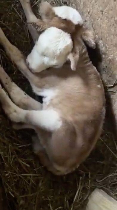 Ternero con dos cabezas sorprende al mundo