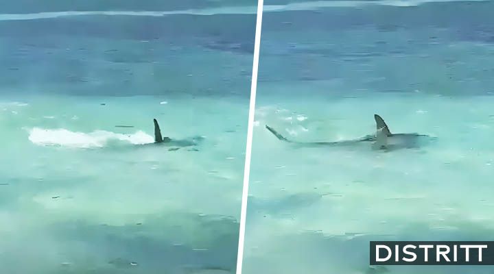 Pelea entre tiburón y mantarraya sorprende a turistas