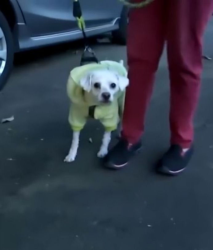 Perrito ataca a reportero en plena transmisión 