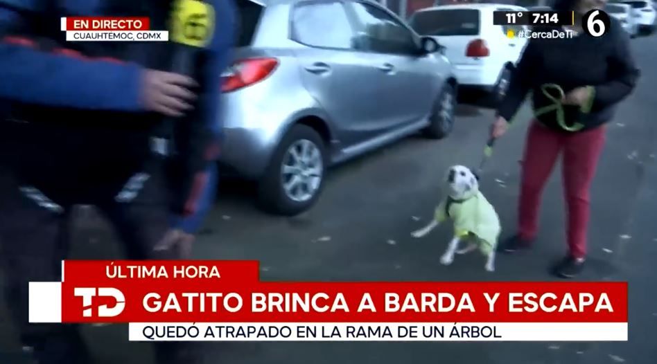 perrito ataca a reportero de telediario