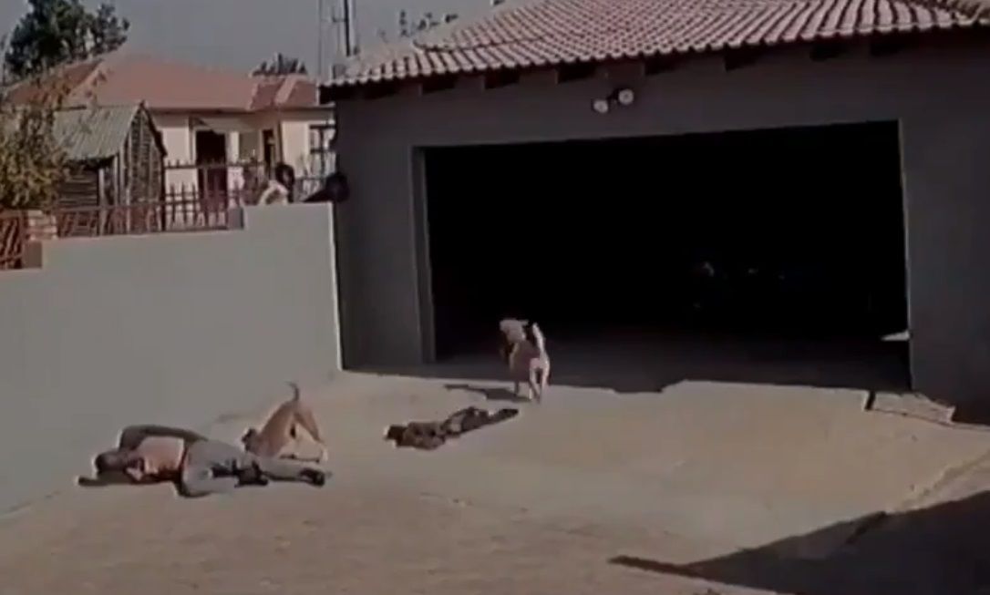 Perros atacan a ladrón en propiedad privada