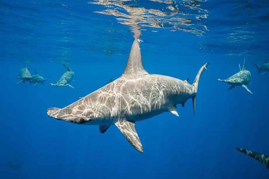 Tiburón martillo ataca a mantarraya a metros de la playa 