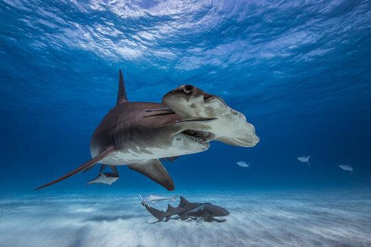 Tiburón martillo genera pánico entre turistas