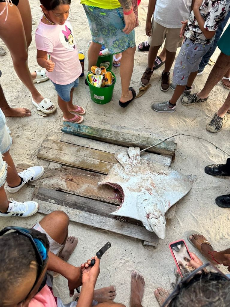 Mantarraya es atacada por tiburón martillo