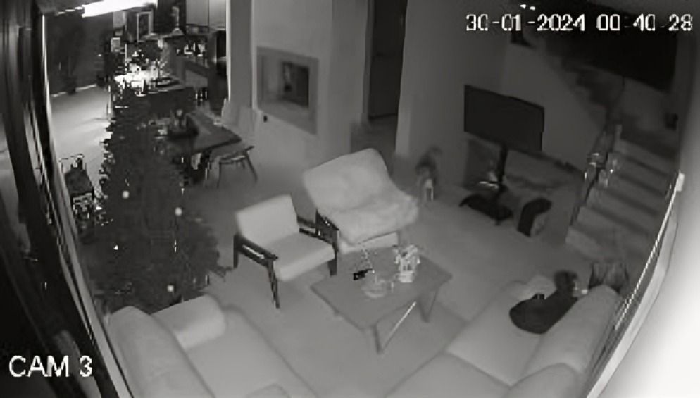 Hombre descubre a su perrita hablando