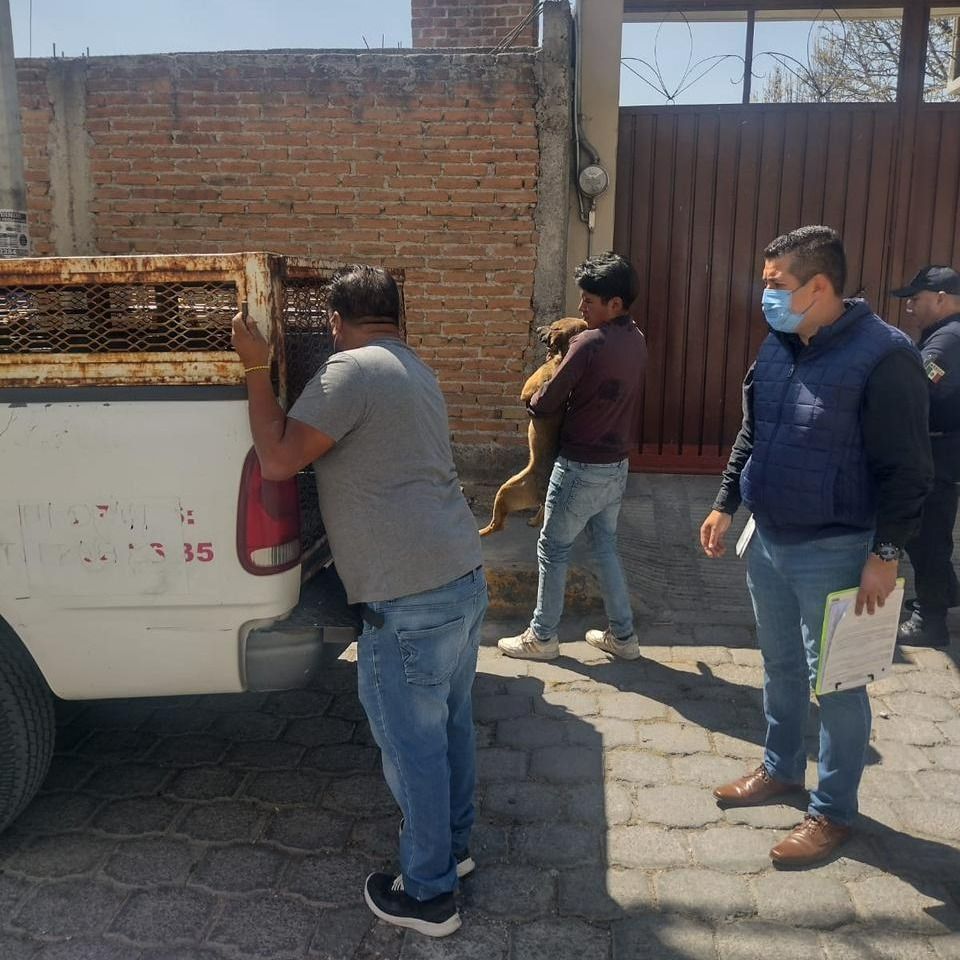 Edomex resguarda a perros