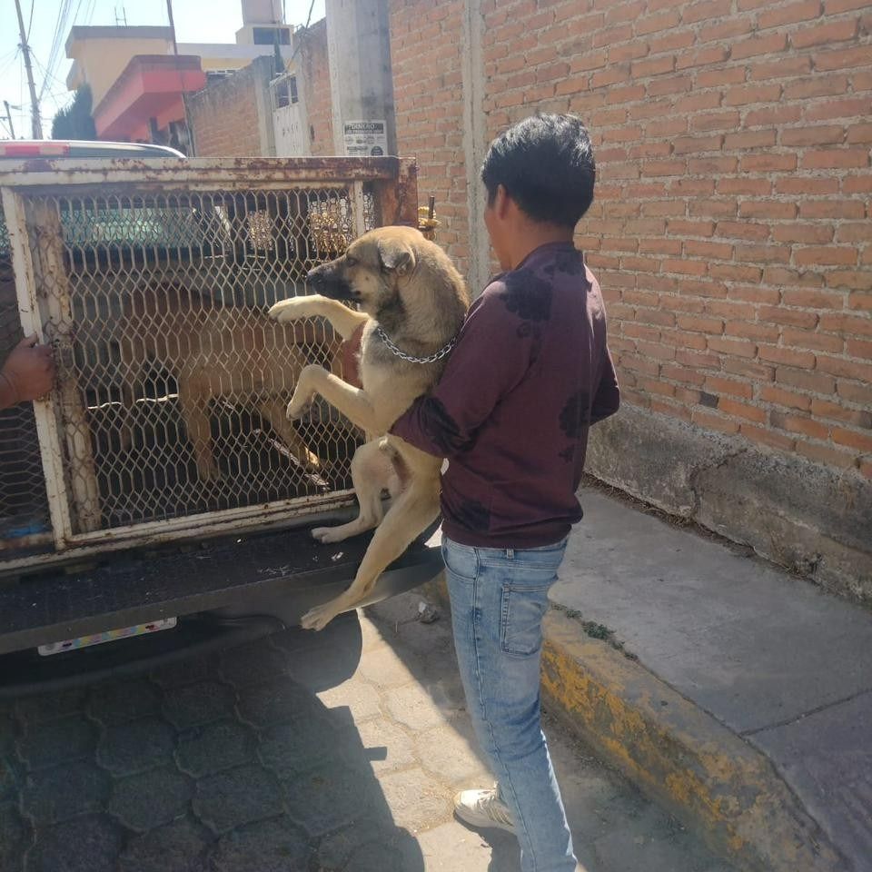 Edomex resguarda a jauría