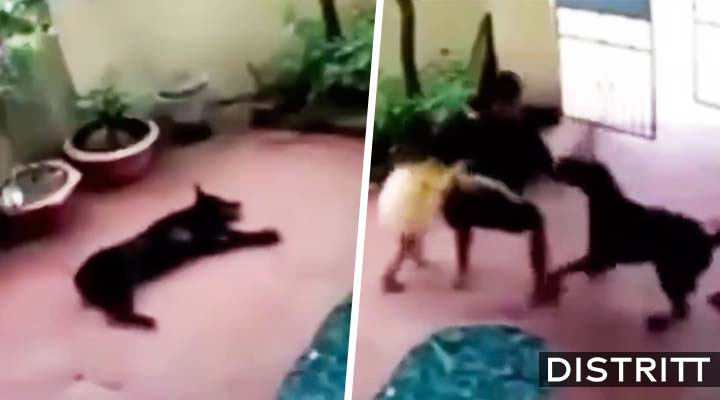 Perro se hace el dormido y salva aniña de ser secuestrada
