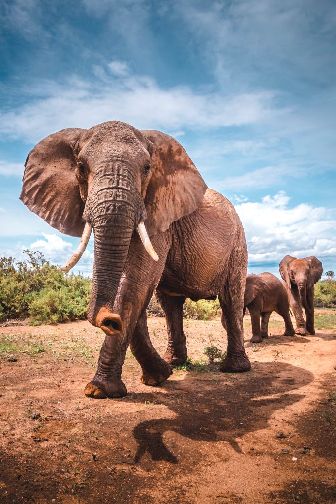 Causas de que elefante ataque a un humano 