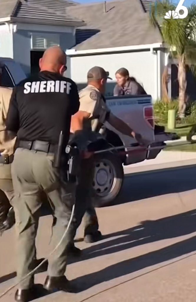 Mujer avista a Caimán en Venice, Florida