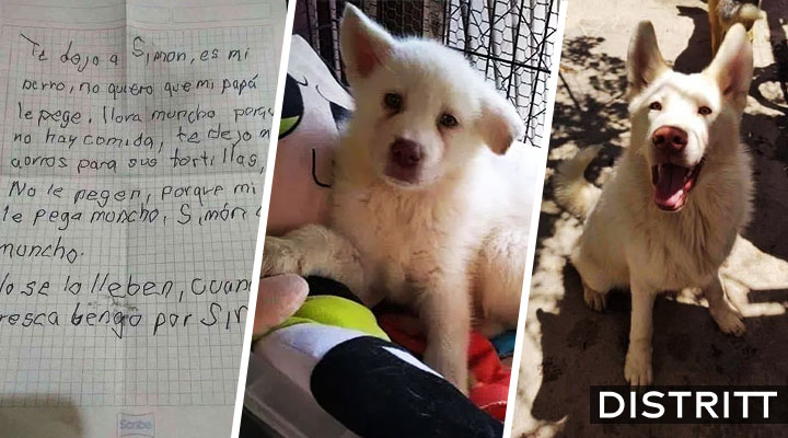 Niño deja a su perro en albergue