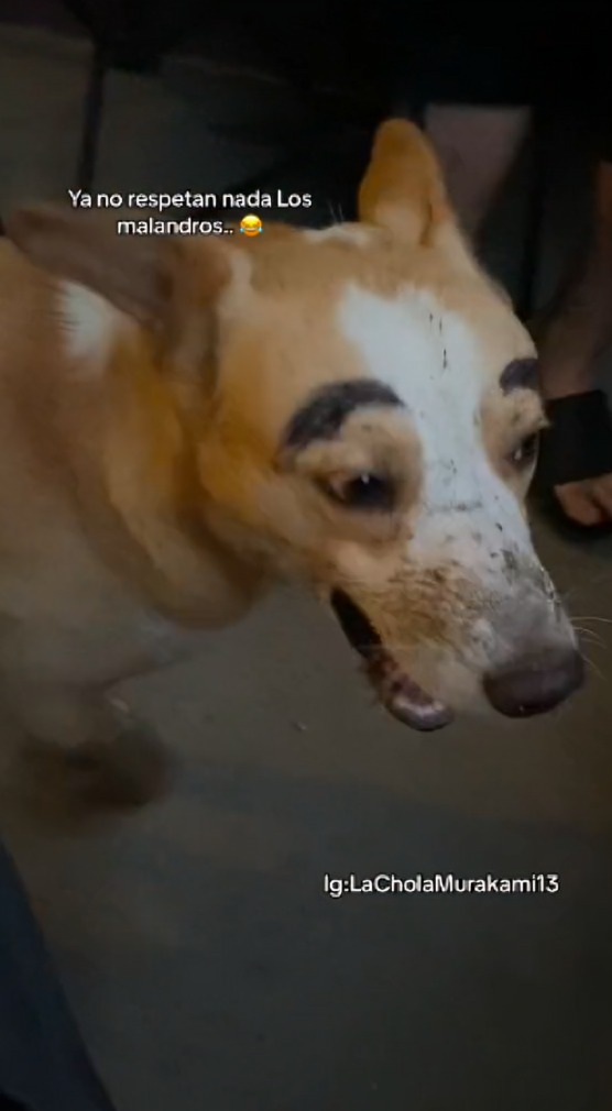 perrito regresa a su casa con las cejas pintadas